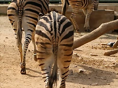 Zoo de Barcelona 14-04-11 556