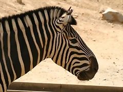 Zoo de Barcelona 14-04-11 566