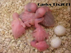 los 5 de kitty 14-4-11 los 5 de kitty 14-4-11