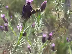 abeja en lavanda