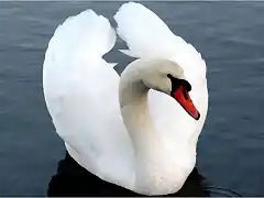 CISNE_BLANCO