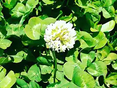 Clover Flowers