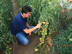 pedro antonio, 3mata de 30 tomates, marca