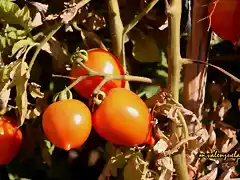16, tomate de tetilla, marca