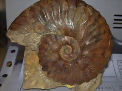 F Amo Semenorites Albiense Rusia F Amo Semenorites Albiense Rusia