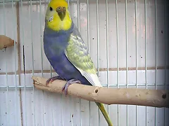 ARCOIRIS
