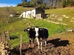 Vacas2