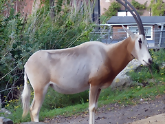 Oryx dammah 2 (24-9-18 Artis)