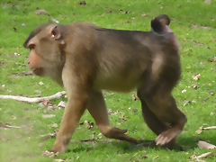 Macaca nemestrina (20-9-18 Burgers Zoo)
