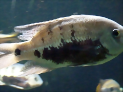 Herichthys pearsei Herichthys pearsei