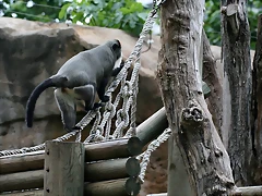 Zoo de Barcelona 31-05-11 111 Zoo de Barcelona 31-05-11 111