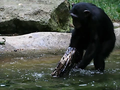 Zoo de Barcelona 31-05-11 159 Zoo de Barcelona 31-05-11 159