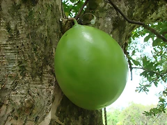 Tapara