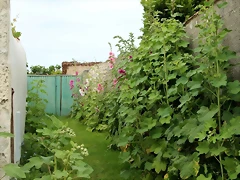 IMG_5249 (Copier) IMG_5249 (Copier)