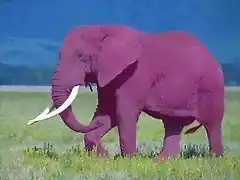 elefante-rosa