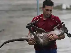 Un hombre salva un canguro