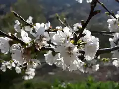 023, flor del cerezo