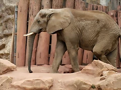 Zoo Halle 19-06-11 242 Zoo Halle 19-06-11 242