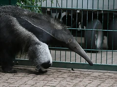 Zoo Halle 19-06-11 479 Zoo Halle 19-06-11 479