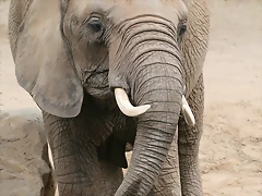Zoo Halle 19-06-11 227 Zoo Halle 19-06-11 227