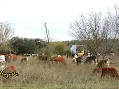 14, vacas en el llano, marca