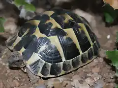 Tortuga 02