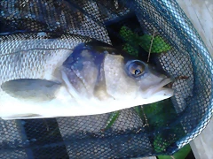 IMG-20140727-WA0007
