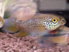 Nannacara anomala Nannacara anomala