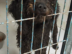 perro agua 1,9 perro agua 1,9