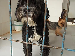 macho mix aguas 1,3 macho mix aguas 1,3