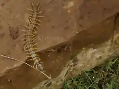 escolopendra copia