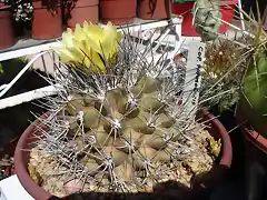 Copiapoa aff.paposoensis