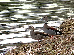 Pato de collar(callonetta leucophrys)macho y hembra.