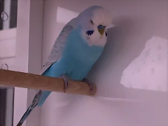 Ángel (1) Ángel (1)