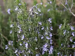 10, romero en flor, marca