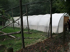 Le Parc des Felins agost 2010 891 Le Parc des Felins agost 2010 891