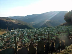 DSCN7931 DSCN7931