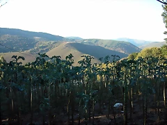 DSCN7935 DSCN7935