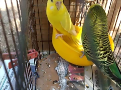 IMG_20171225_140225196