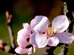 17, flor del almendro, marca