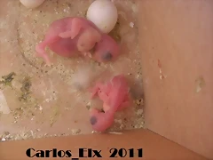 2 pollos 4-2-11