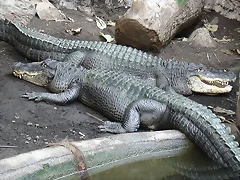 Zoológico 18-09-05 058 Zoológico 18-09-05 058