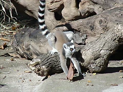 Zoológico 18-09-05 122 Zoológico 18-09-05 122