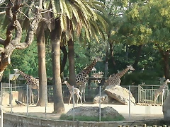 Zoológico 23-09-05 039 Zoológico 23-09-05 039