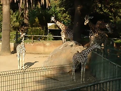 Zoológico 23-09-05 006 Zoológico 23-09-05 006