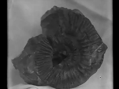 ammonites sierra Cant?n. 1915.Daniel Jim?nez Cisneros
