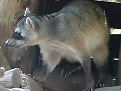 Procyon cancrivorus 3 (1-10-23 Zoo de Quito) Procyon cancrivorus 3 (1-10-23 Zoo de Quito)