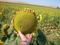 DSCN3133