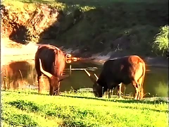 21-Watussi cattle