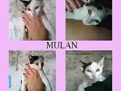 MULAN